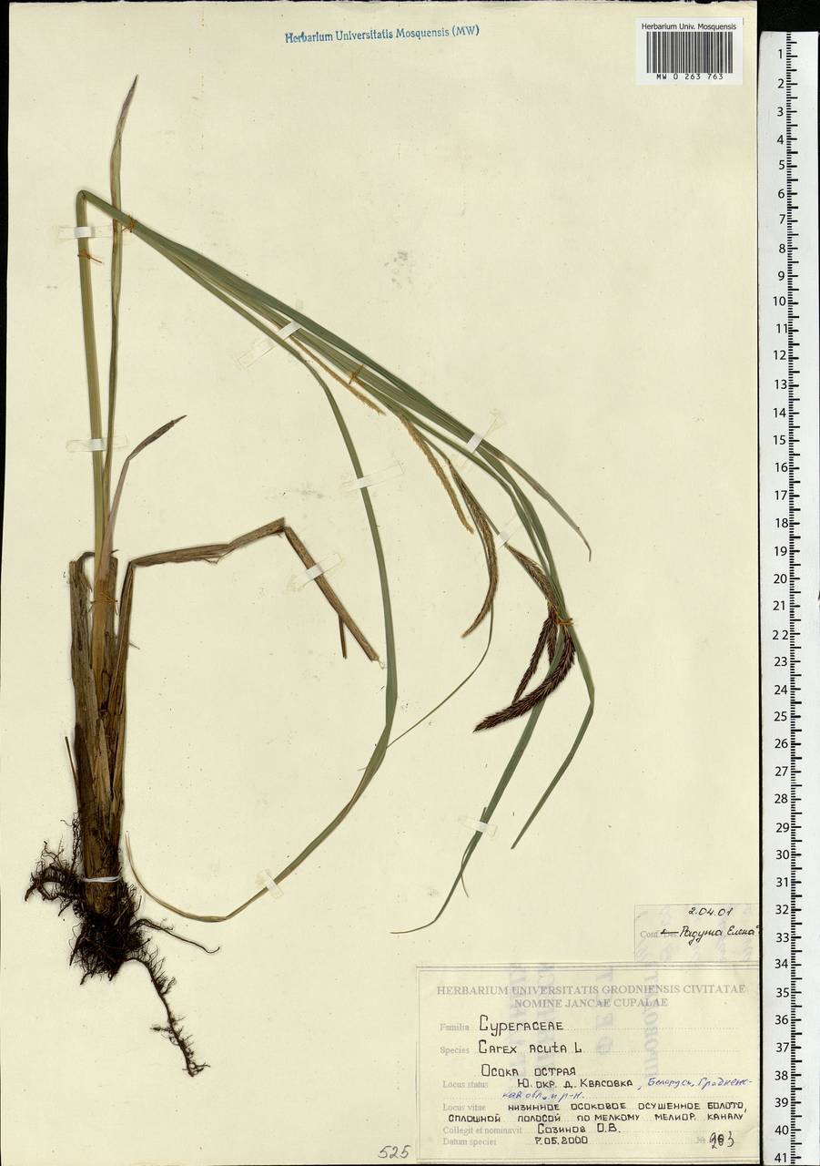Carex acuta L., Eastern Europe, Belarus (E3a) (Belarus)