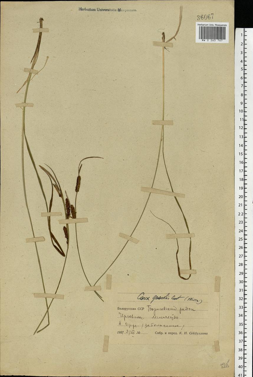 Carex acuta L., Eastern Europe, Belarus (E3a) (Belarus)