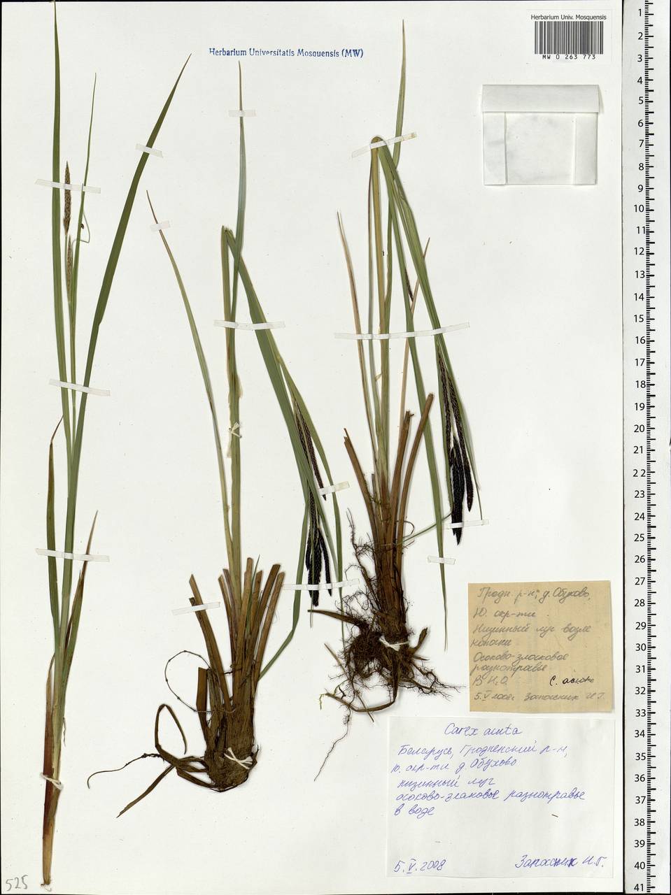 Carex acuta L., Eastern Europe, Belarus (E3a) (Belarus)