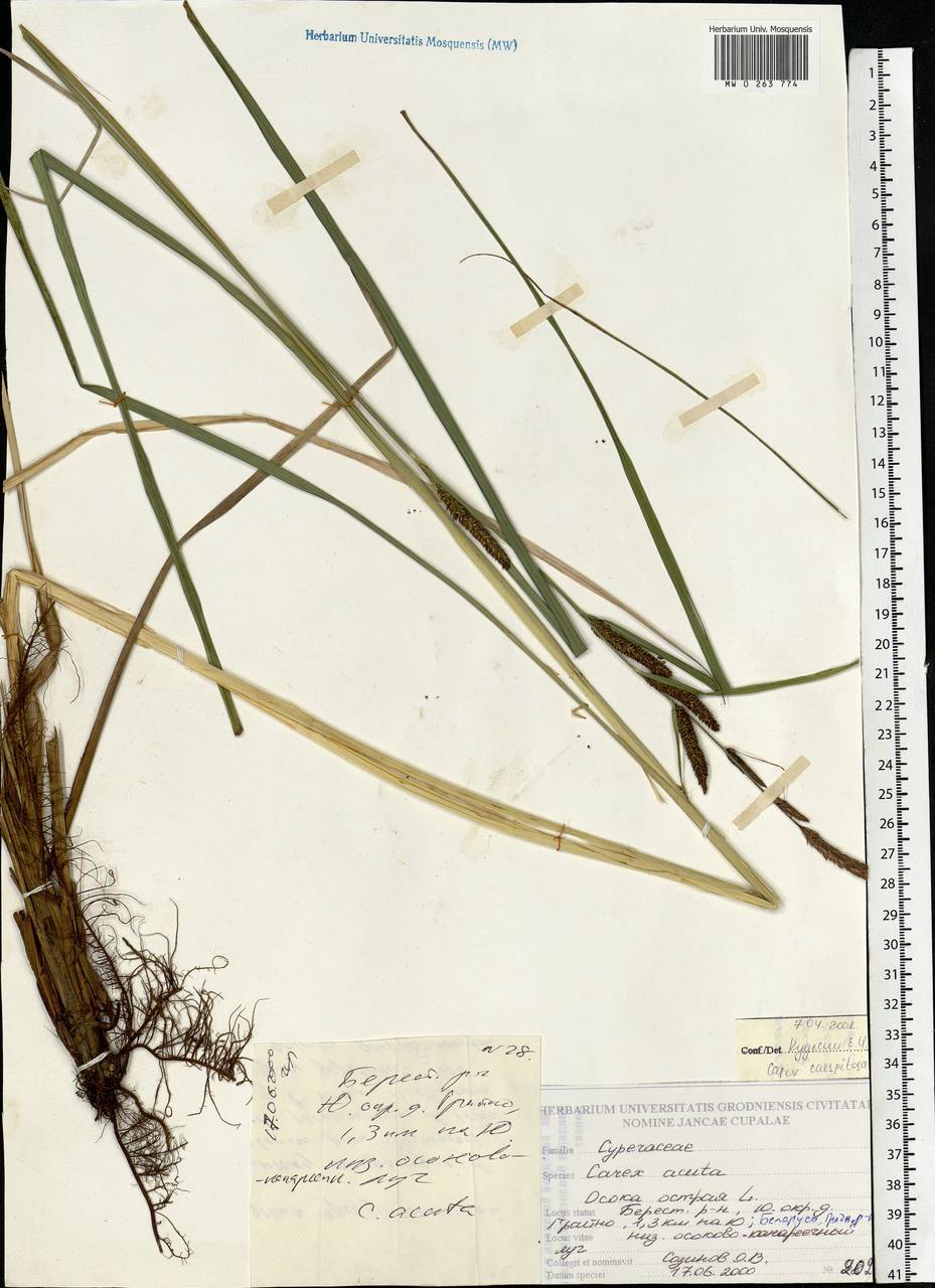 Carex acuta L., Eastern Europe, Belarus (E3a) (Belarus)