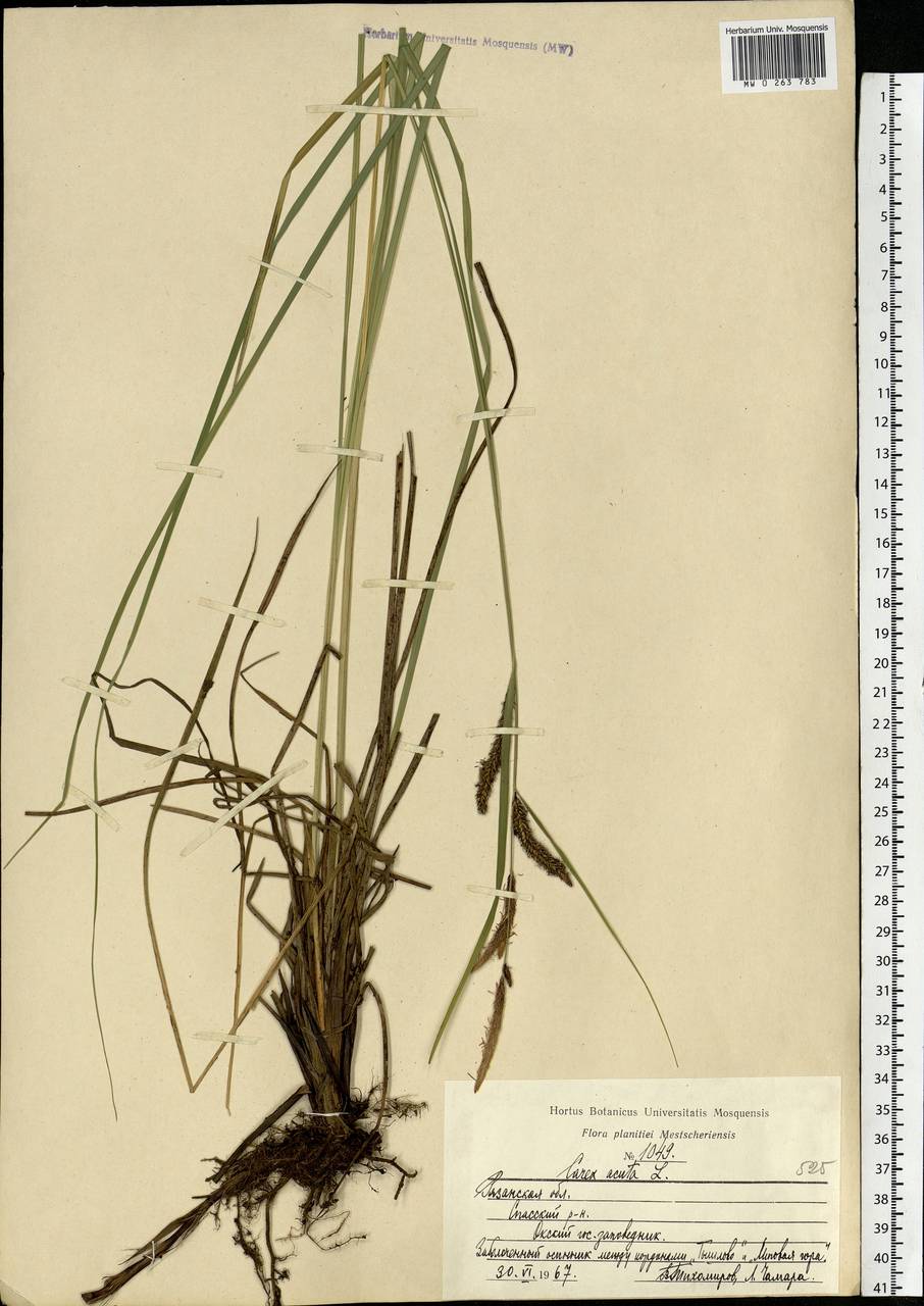 Carex acuta L., Eastern Europe, Central region (E4) (Russia)