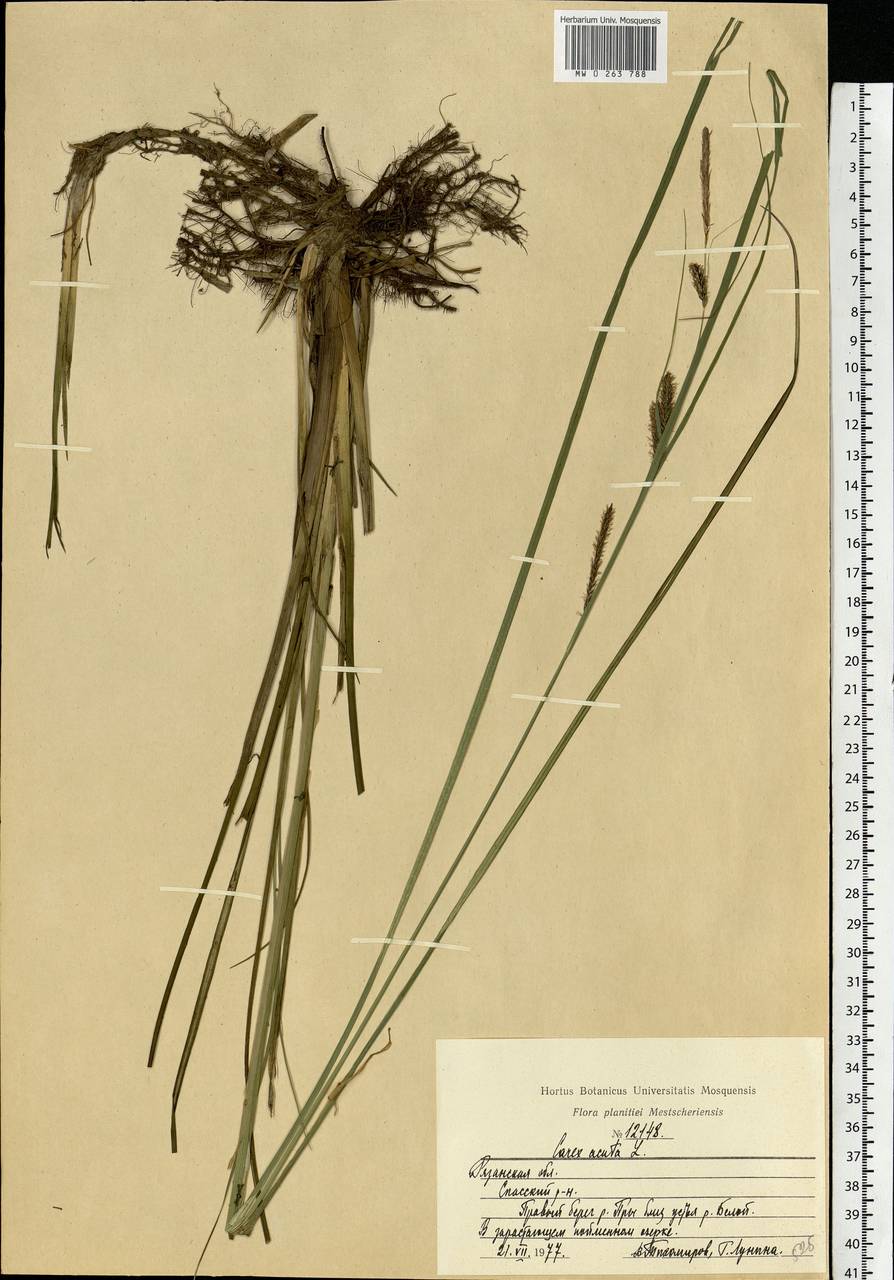Carex acuta L., Eastern Europe, Central region (E4) (Russia)