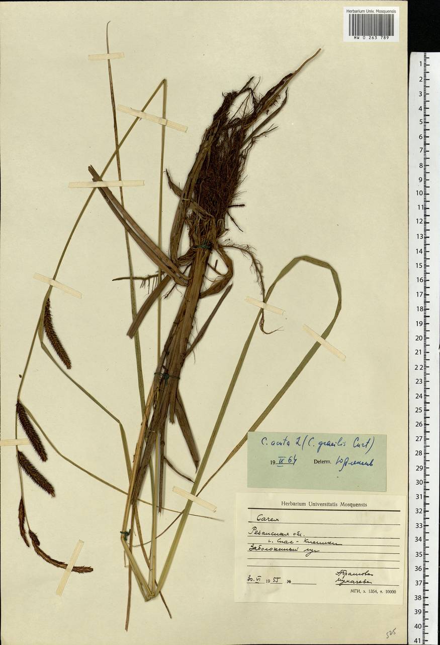 Carex acuta L., Eastern Europe, Central region (E4) (Russia)