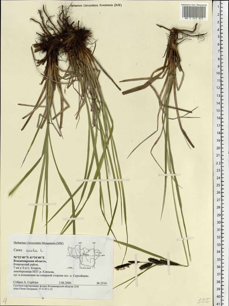 Carex acuta L., Eastern Europe, Central region (E4) (Russia)
