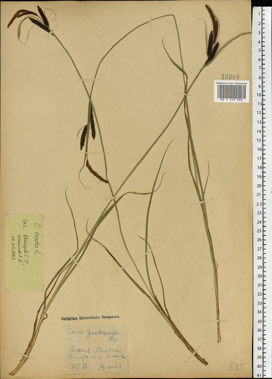 Carex acuta L., Eastern Europe, Central region (E4) (Russia)