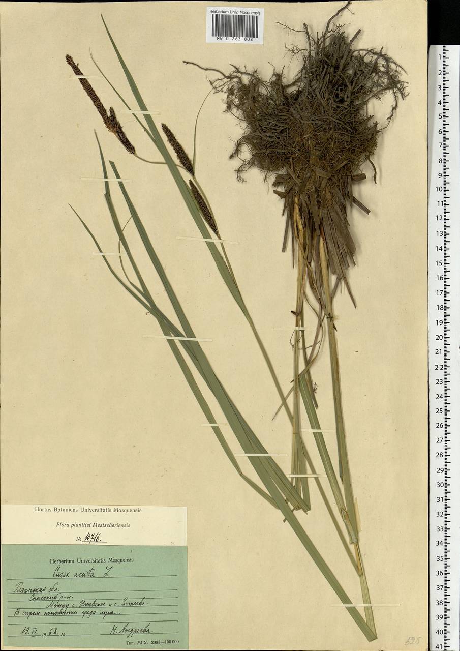 Carex acuta L., Eastern Europe, Central region (E4) (Russia)