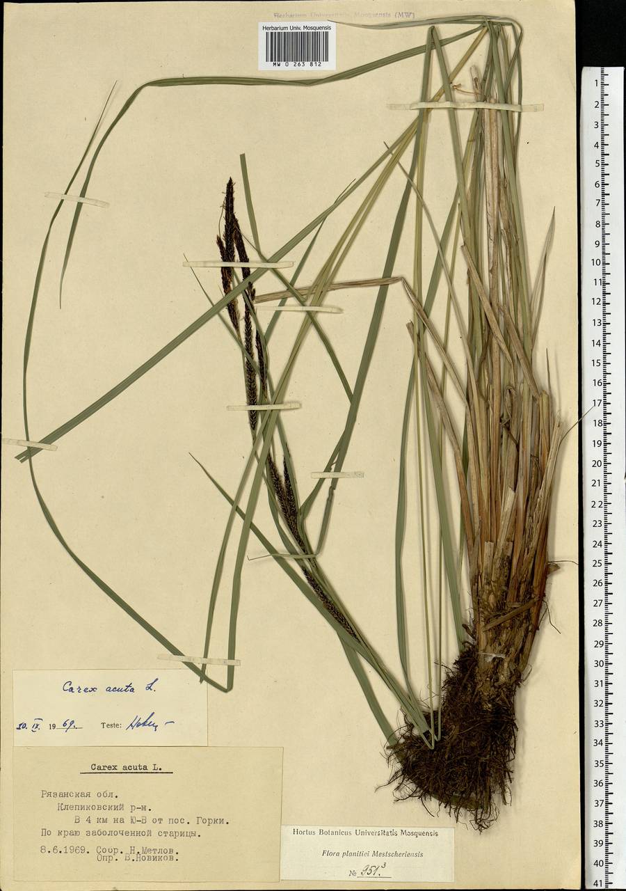 Carex acuta L., Eastern Europe, Central region (E4) (Russia)