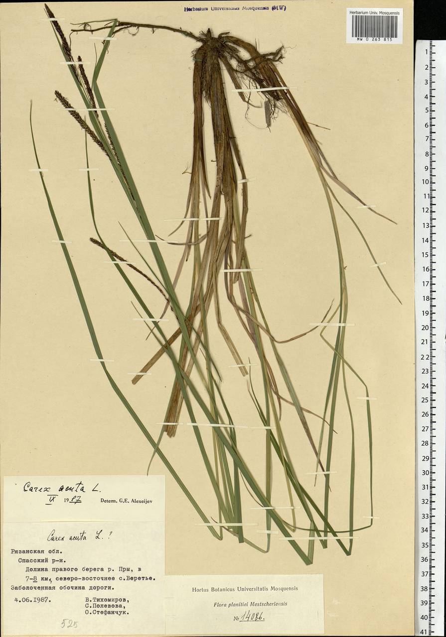 Carex acuta L., Eastern Europe, Central region (E4) (Russia)