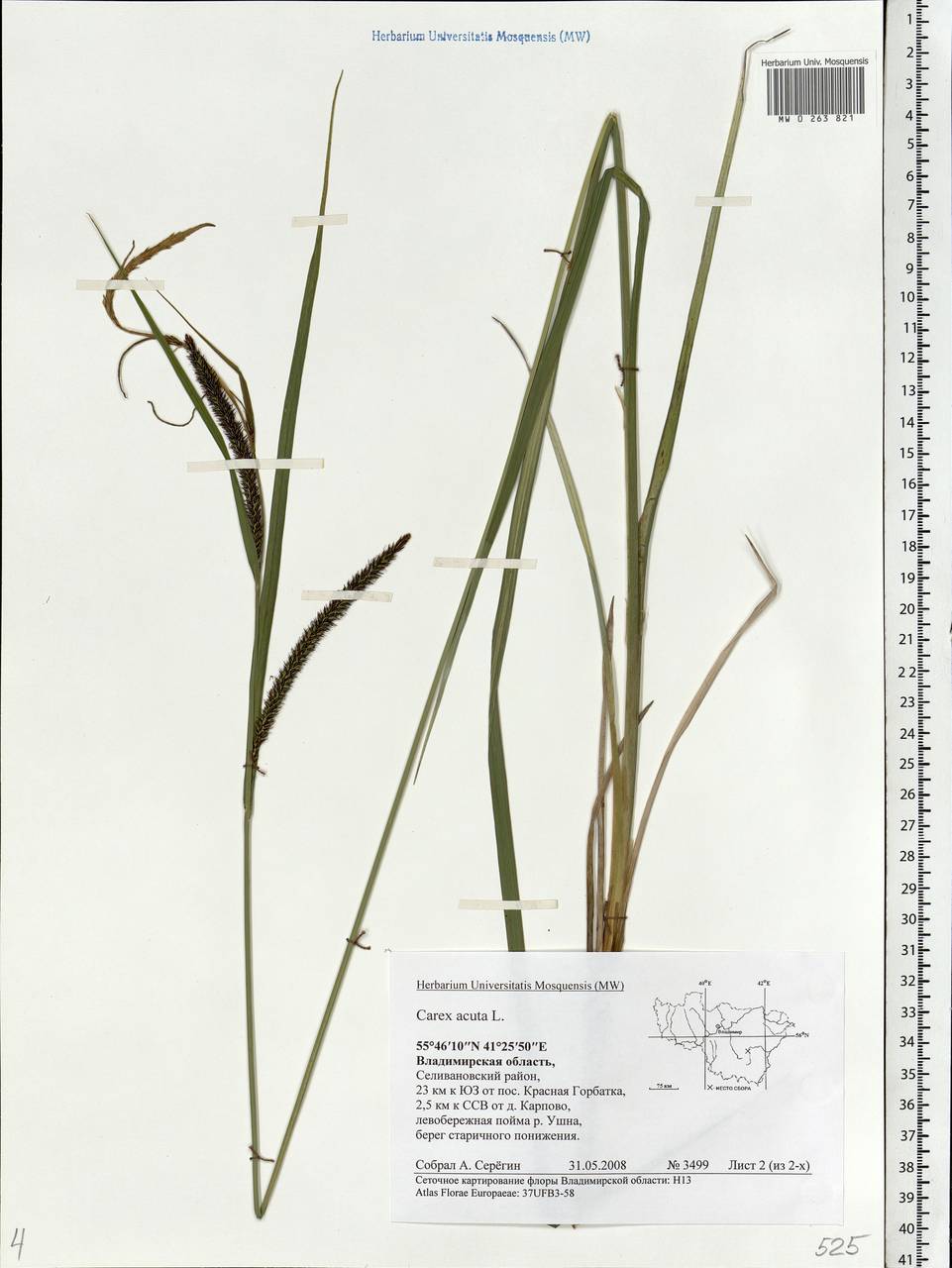 Carex acuta L., Eastern Europe, Central region (E4) (Russia)