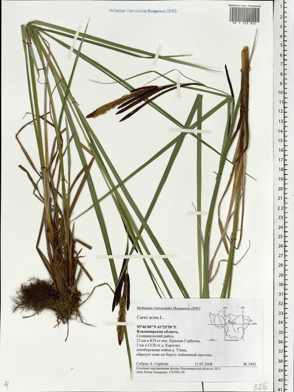 Carex acuta L., Eastern Europe, Central region (E4) (Russia)