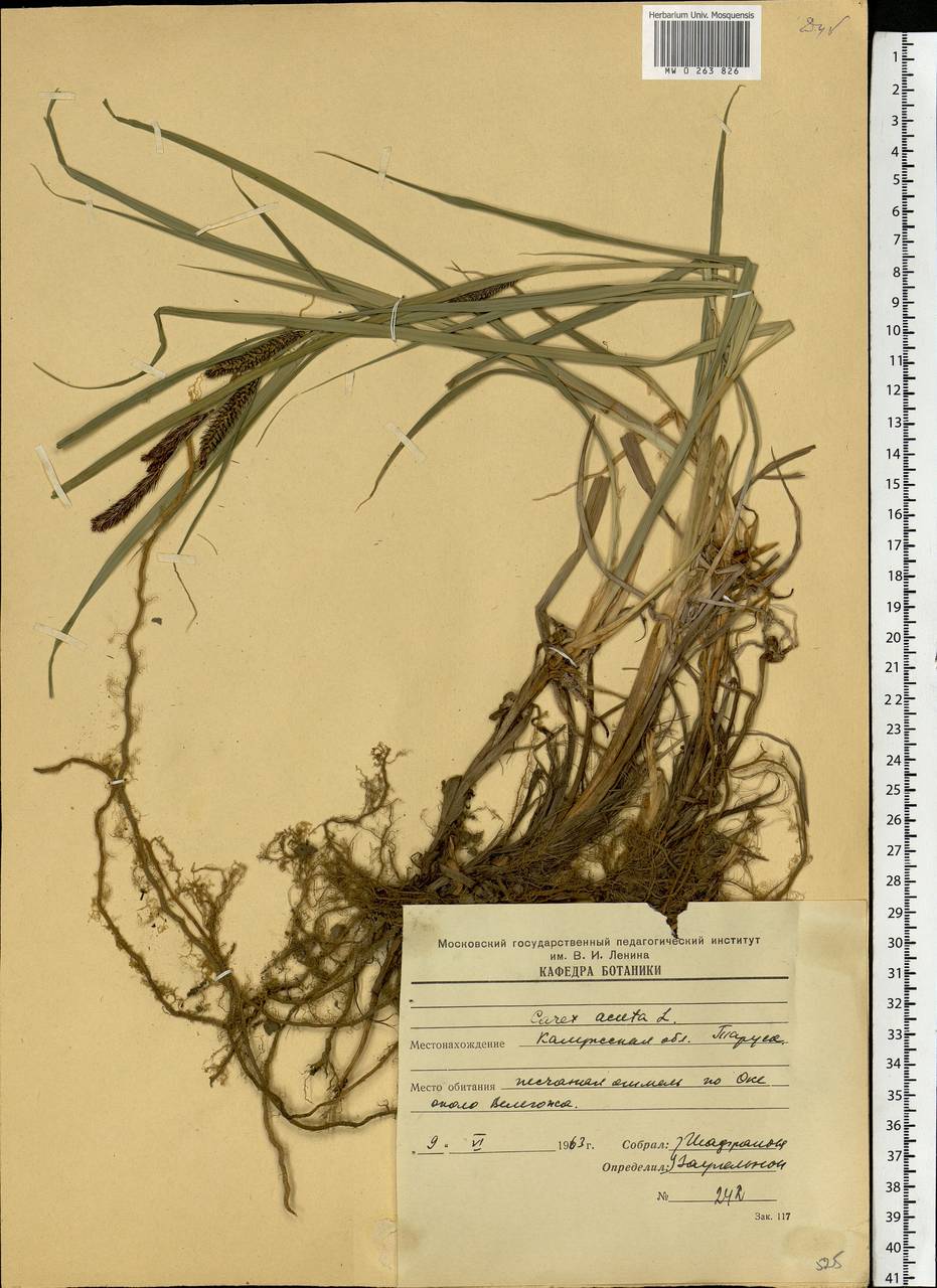 Carex acuta L., Eastern Europe, Central region (E4) (Russia)