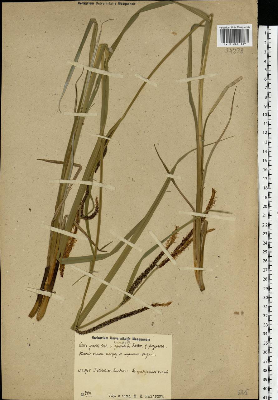 Carex acuta L., Eastern Europe, Central region (E4) (Russia)
