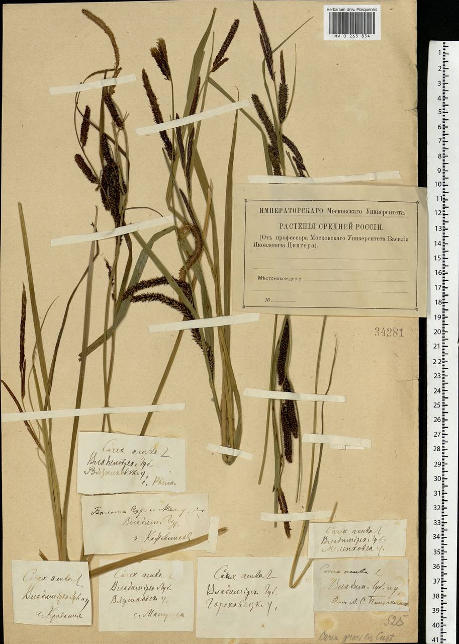 Carex acuta L., Eastern Europe, Central forest region (E5) (Russia)