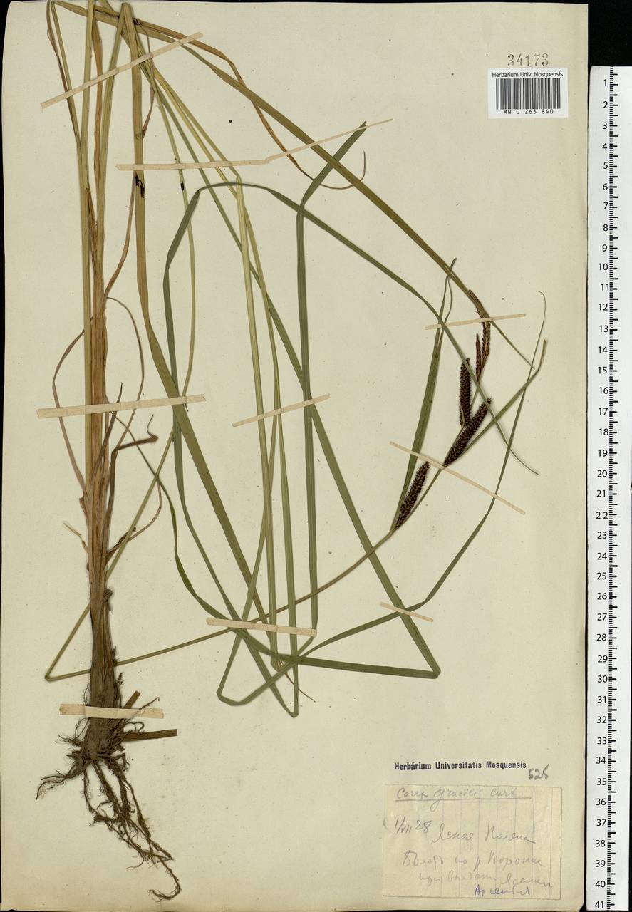 Carex acuta L., Eastern Europe, Central region (E4) (Russia)