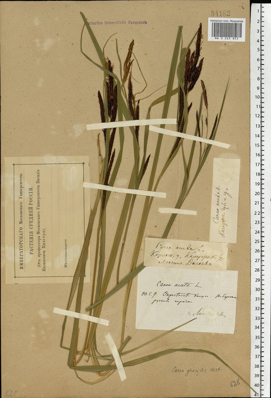 Carex acuta L., Eastern Europe, Central region (E4) (Russia)