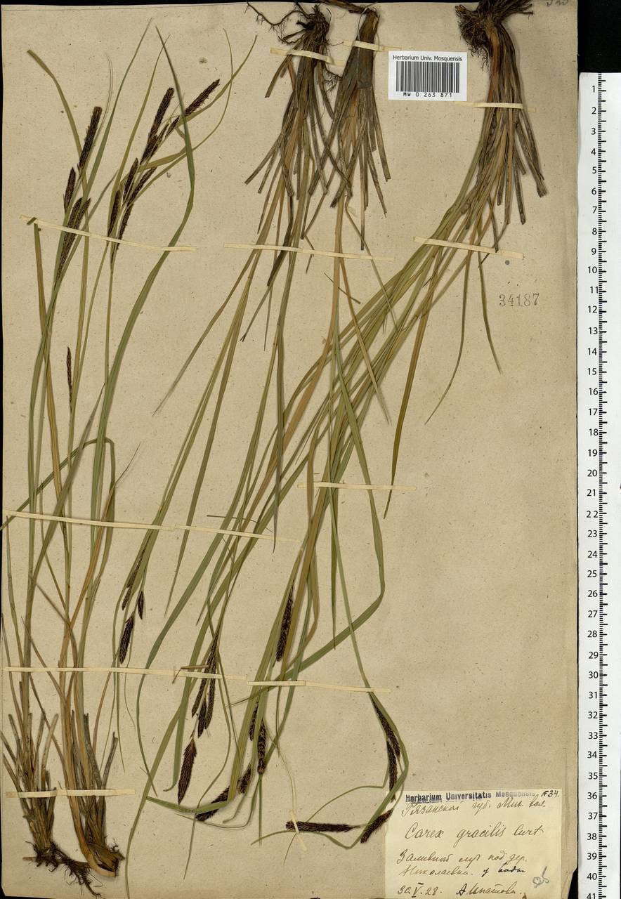 Carex acuta L., Eastern Europe, Central region (E4) (Russia)