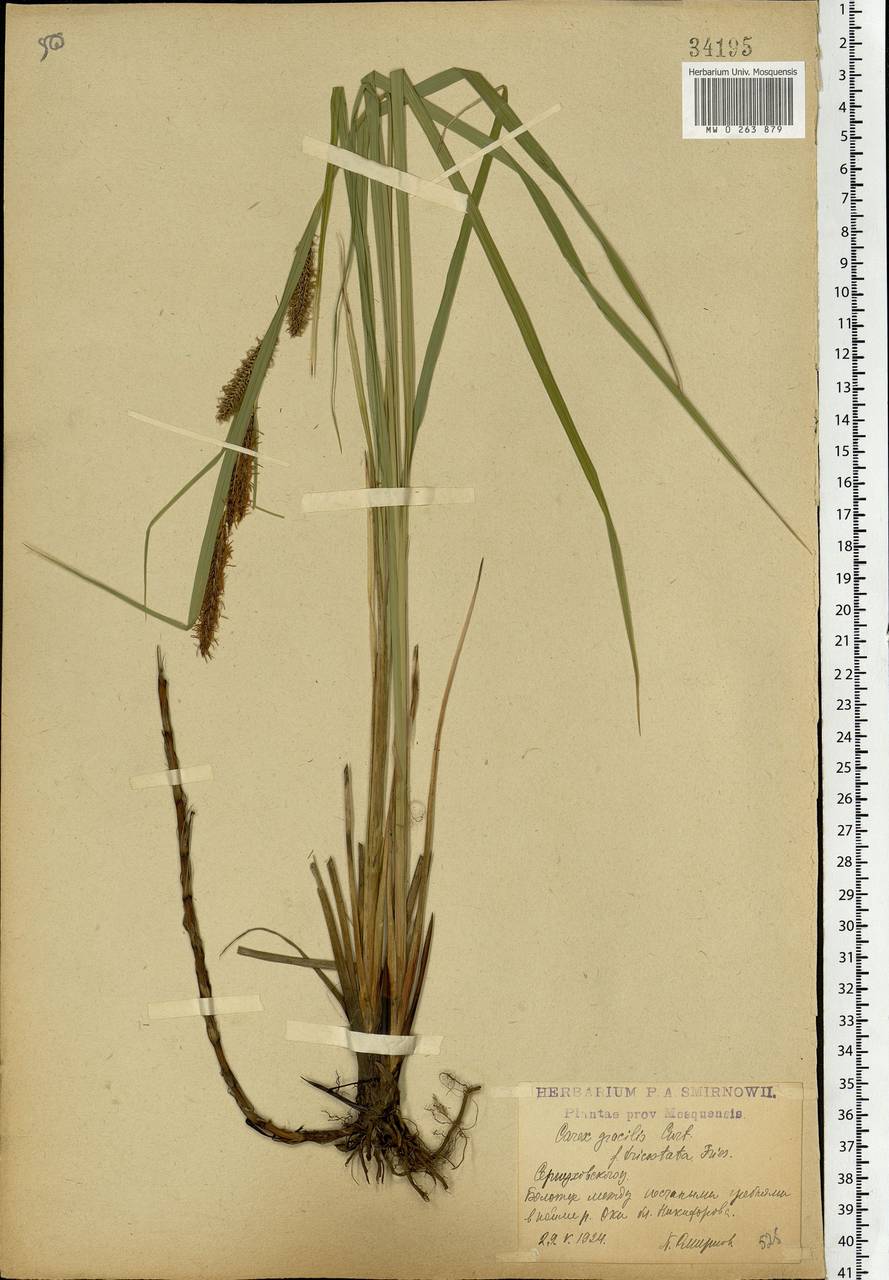 Carex acuta L., Eastern Europe, Moscow region (E4a) (Russia)