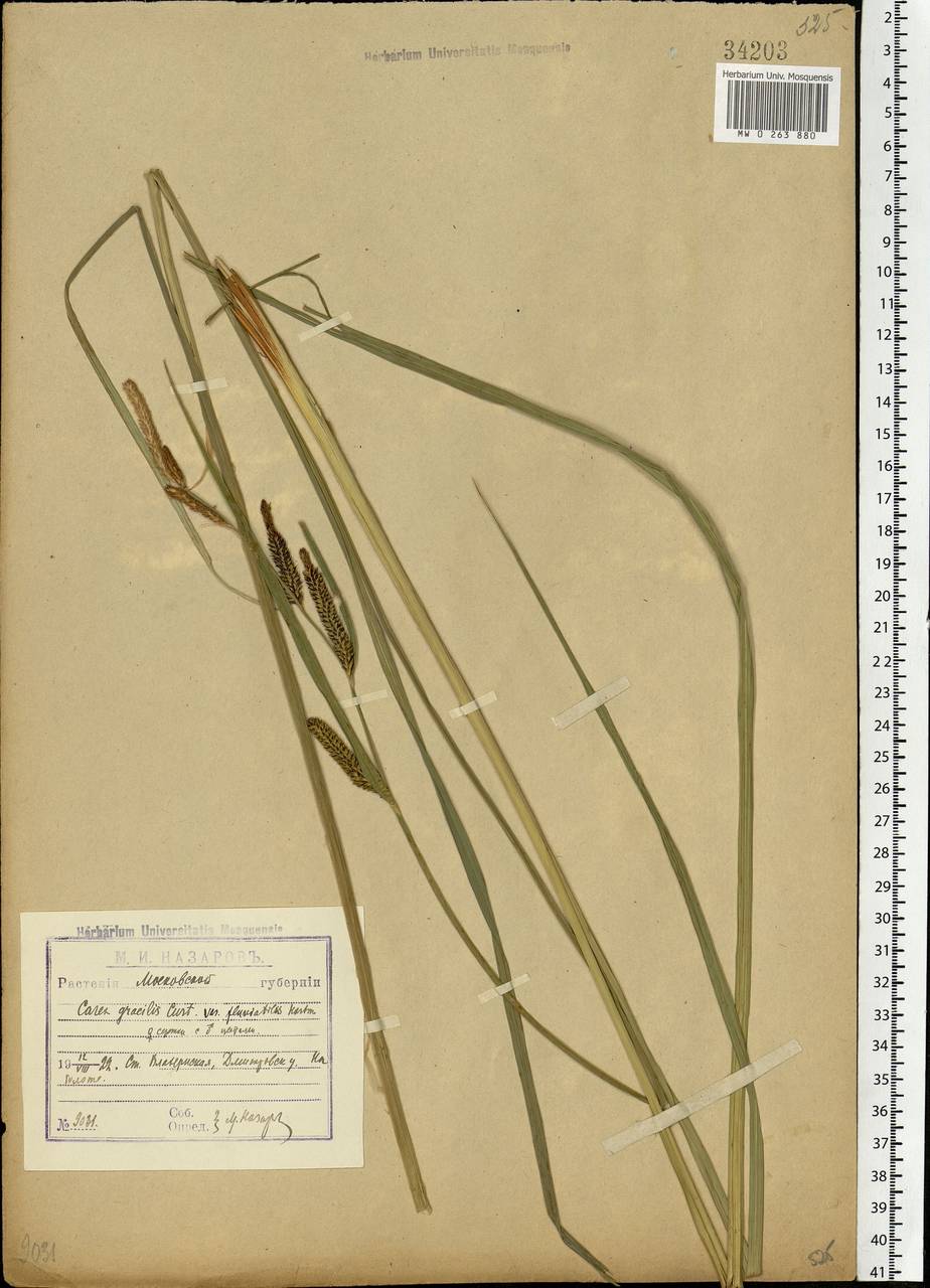 Carex acuta L., Eastern Europe, Moscow region (E4a) (Russia)