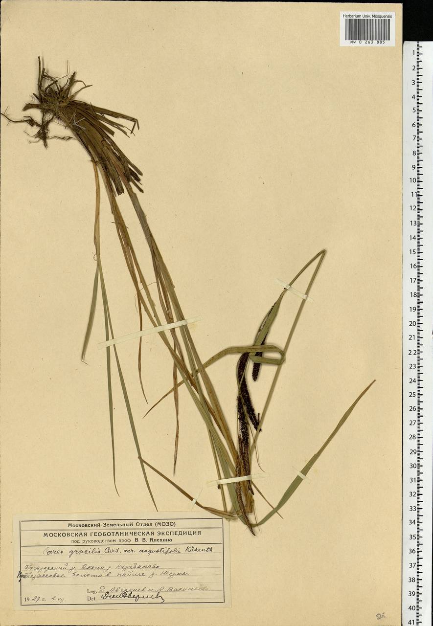 Carex acuta L., Eastern Europe, Moscow region (E4a) (Russia)