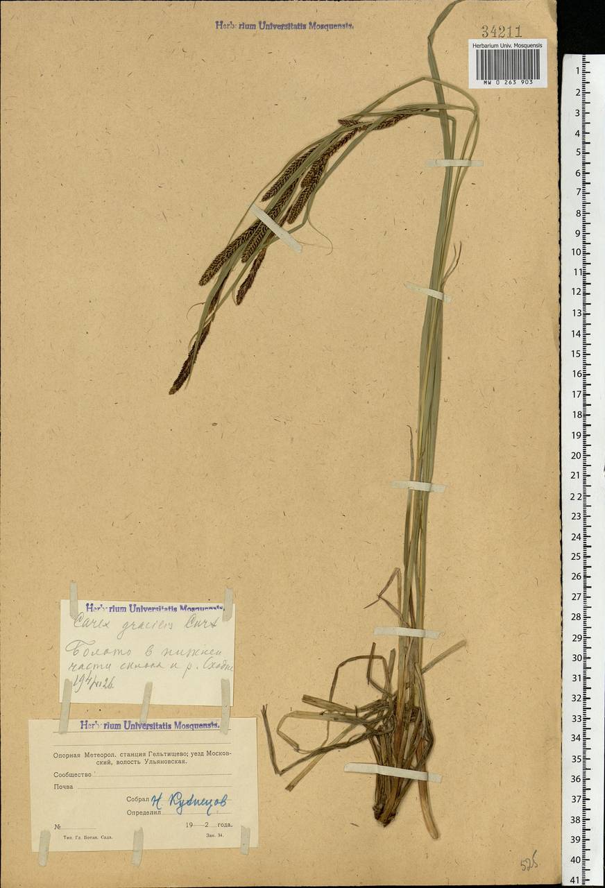 Carex acuta L., Eastern Europe, Moscow region (E4a) (Russia)