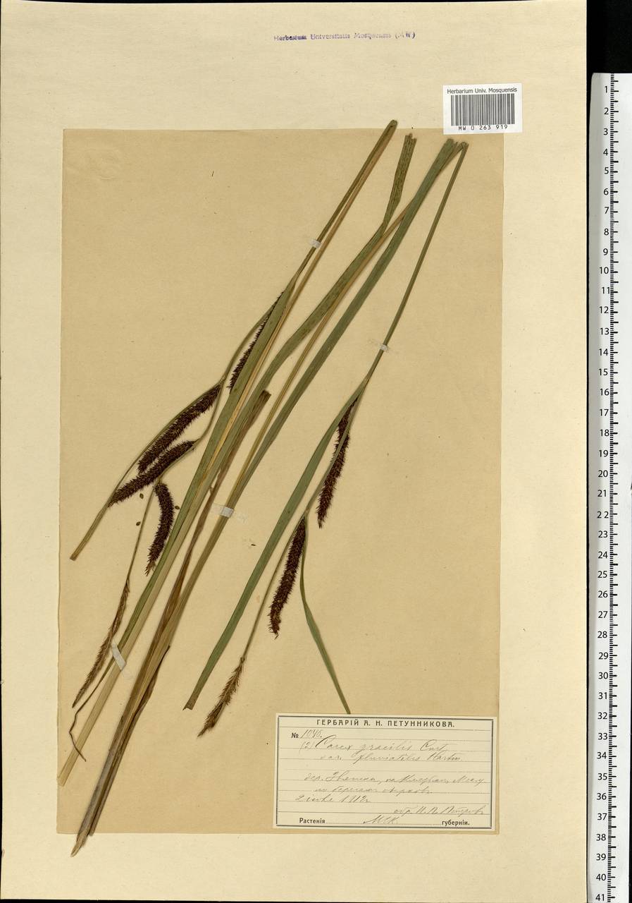 Carex acuta L., Eastern Europe, Moscow region (E4a) (Russia)