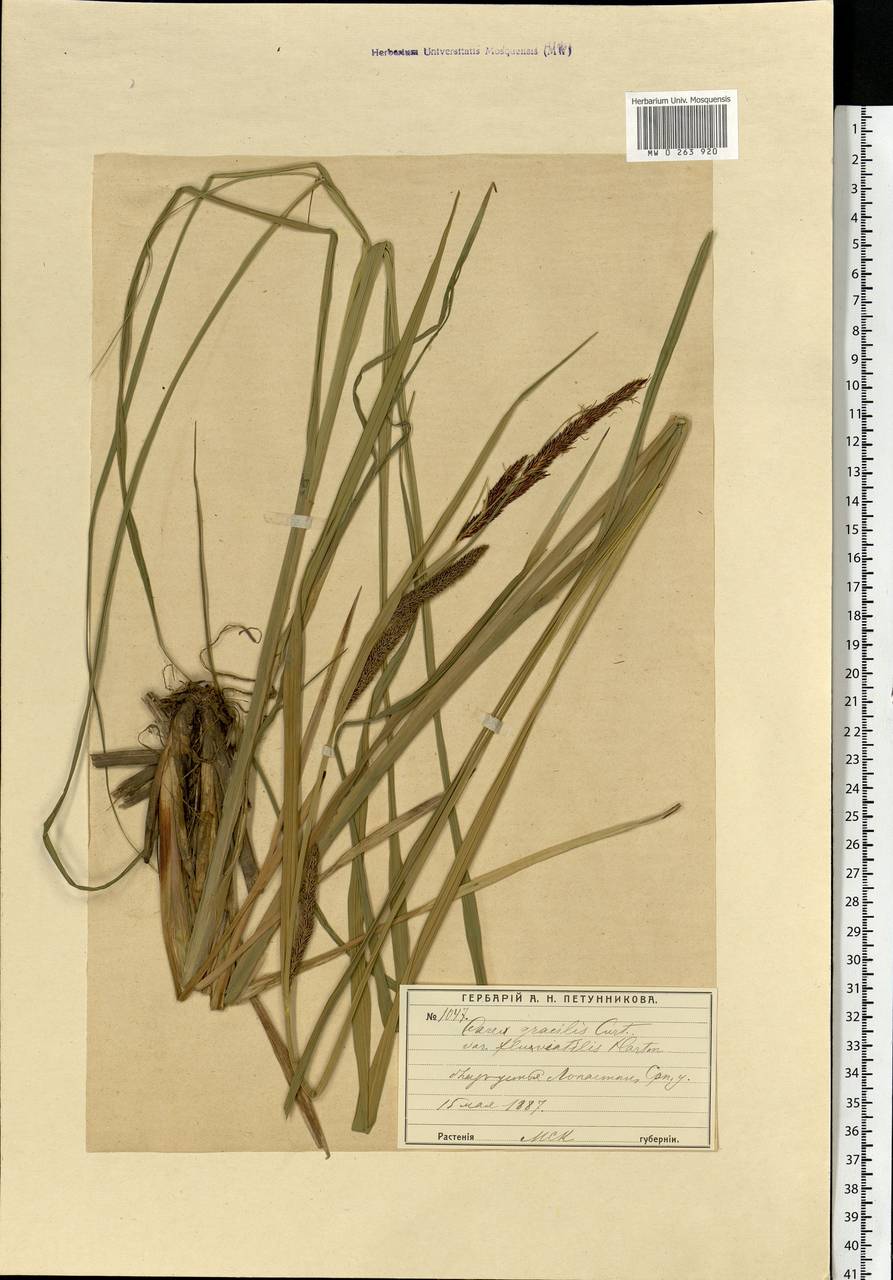 Carex acuta L., Eastern Europe, Moscow region (E4a) (Russia)