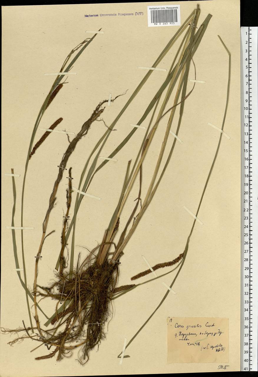 Carex acuta L., Eastern Europe, Moscow region (E4a) (Russia)