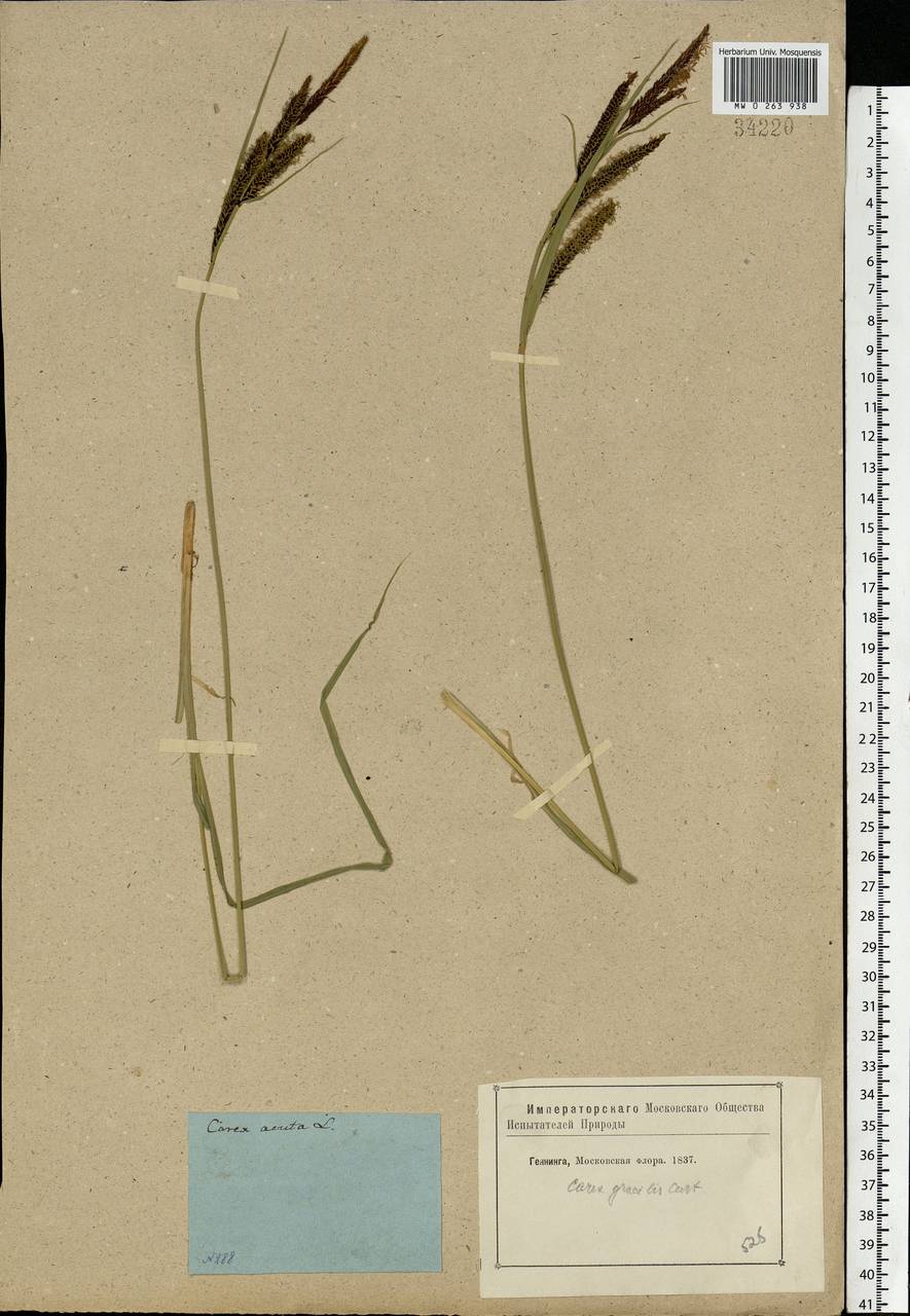 Carex acuta L., Eastern Europe, Moscow region (E4a) (Russia)