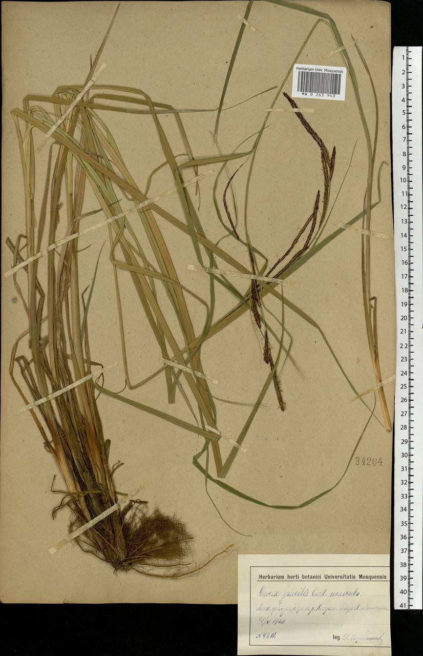 Carex acuta L., Eastern Europe, Moscow region (E4a) (Russia)