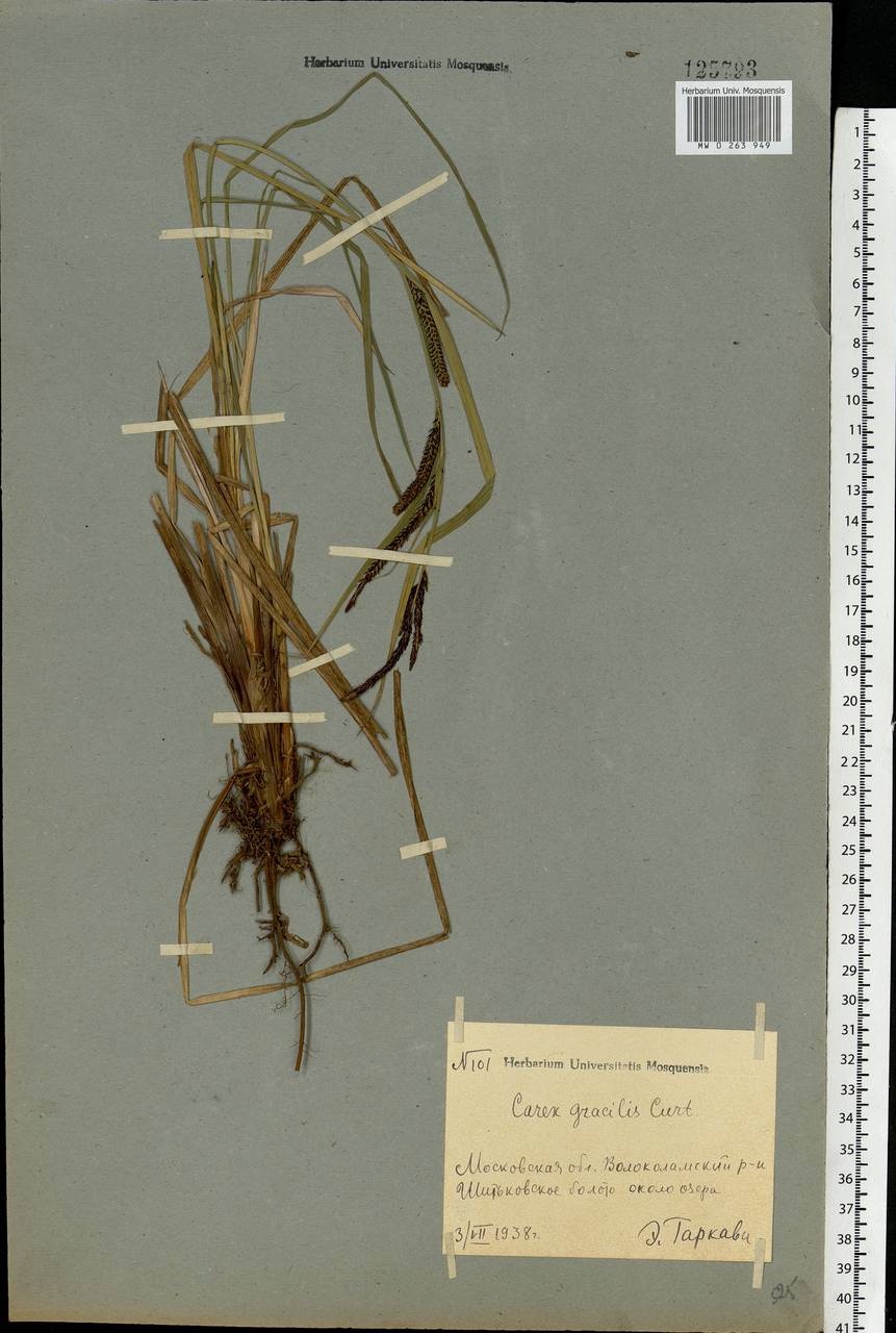 Carex acuta L., Eastern Europe, Moscow region (E4a) (Russia)