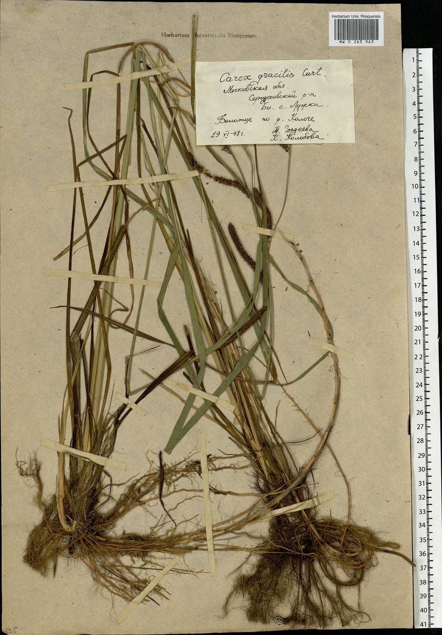 Carex acuta L., Eastern Europe, Moscow region (E4a) (Russia)