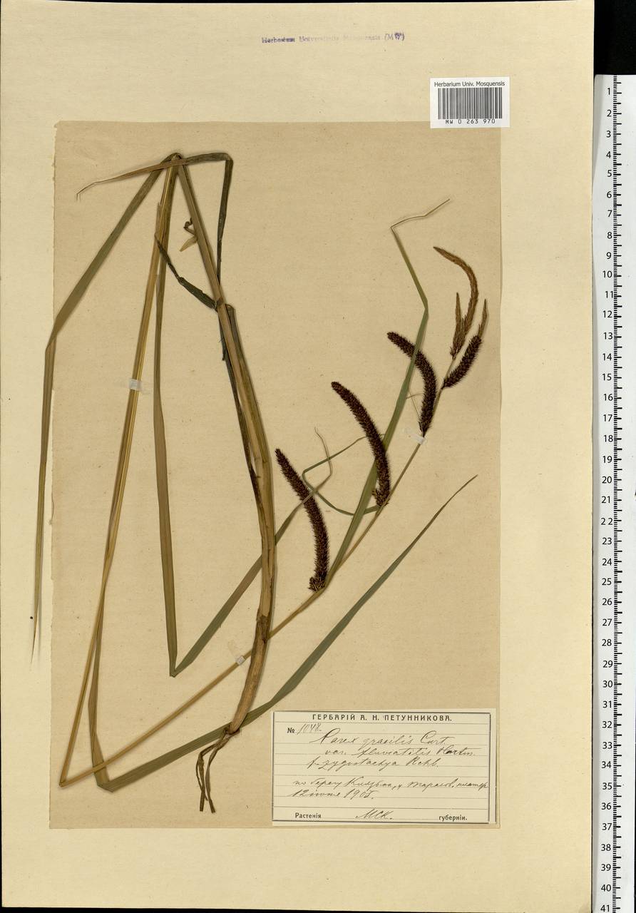 Carex acuta L., Eastern Europe, Moscow region (E4a) (Russia)