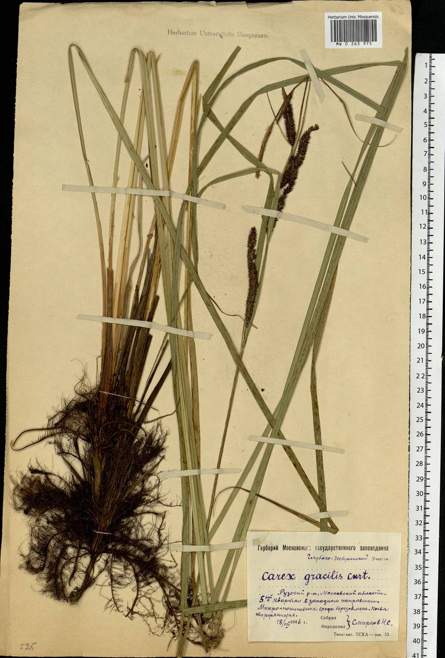 Carex acuta L., Eastern Europe, Moscow region (E4a) (Russia)