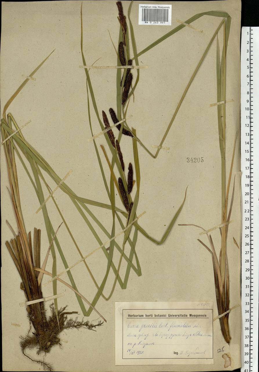 Carex acuta L., Eastern Europe, Moscow region (E4a) (Russia)