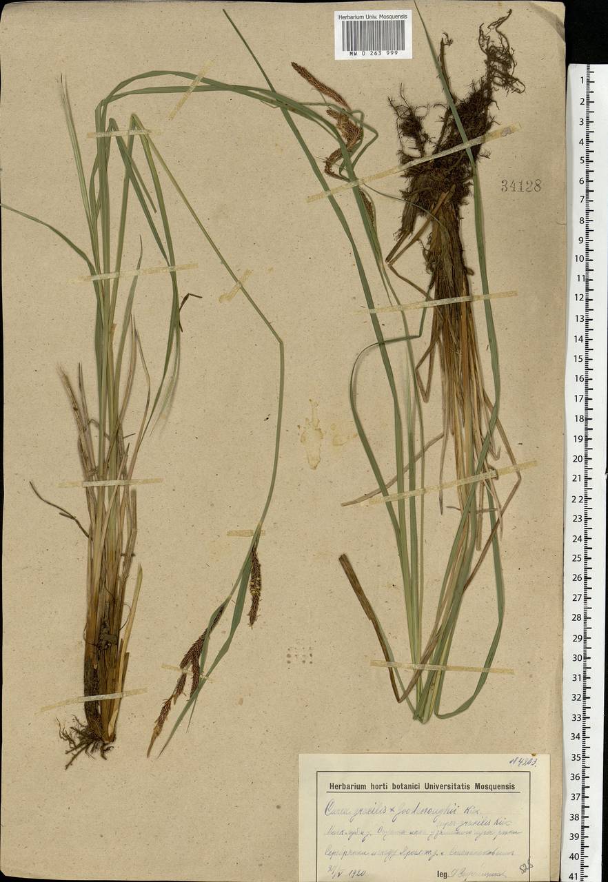 Carex acuta L., Eastern Europe, Moscow region (E4a) (Russia)
