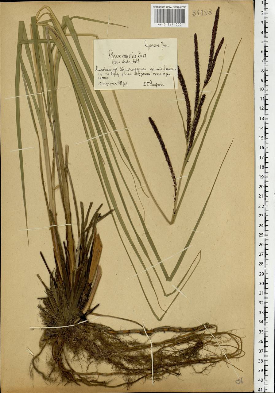 Carex acuta L., Eastern Europe, Moscow region (E4a) (Russia)