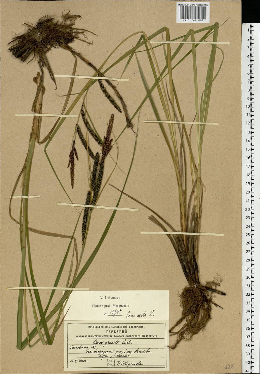 Carex acuta L., Eastern Europe, Moscow region (E4a) (Russia)