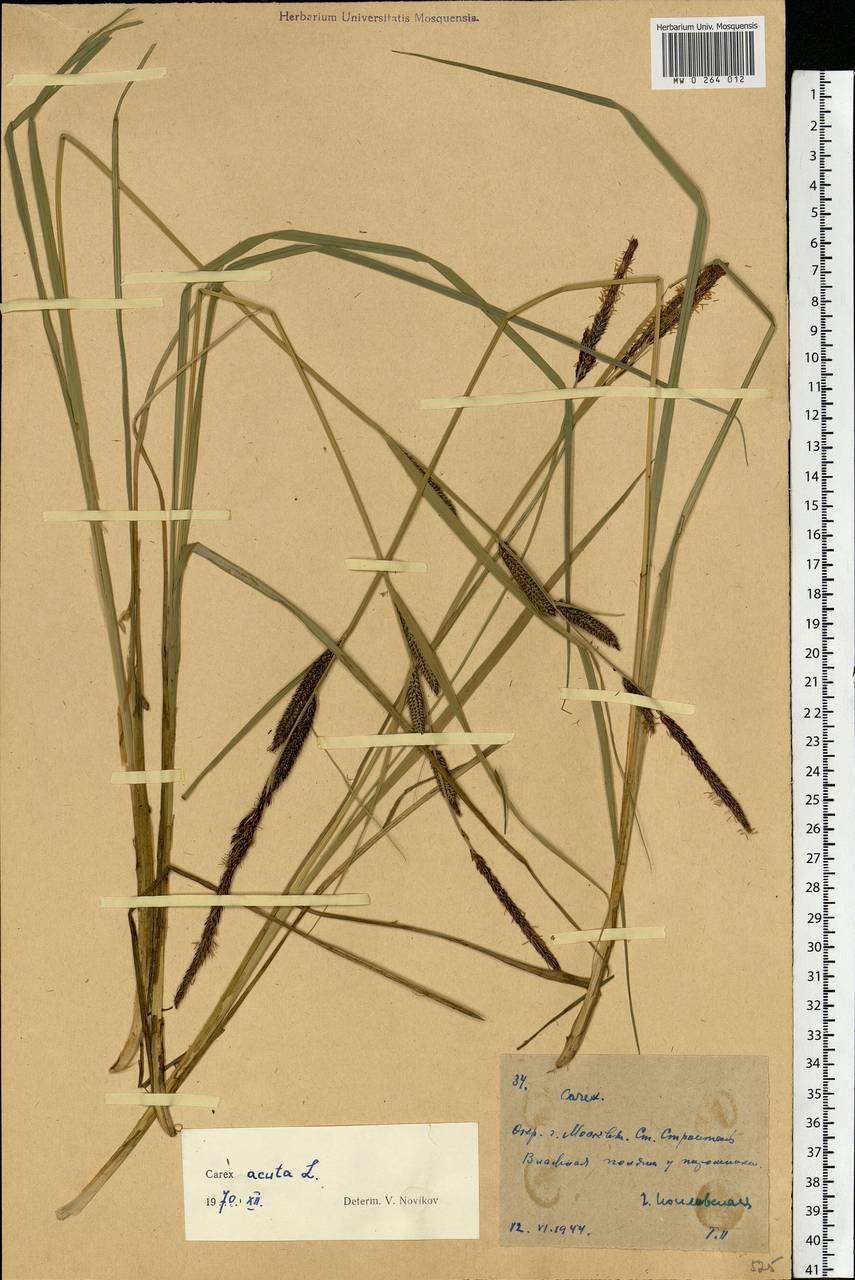 Carex acuta L., Eastern Europe, Moscow region (E4a) (Russia)