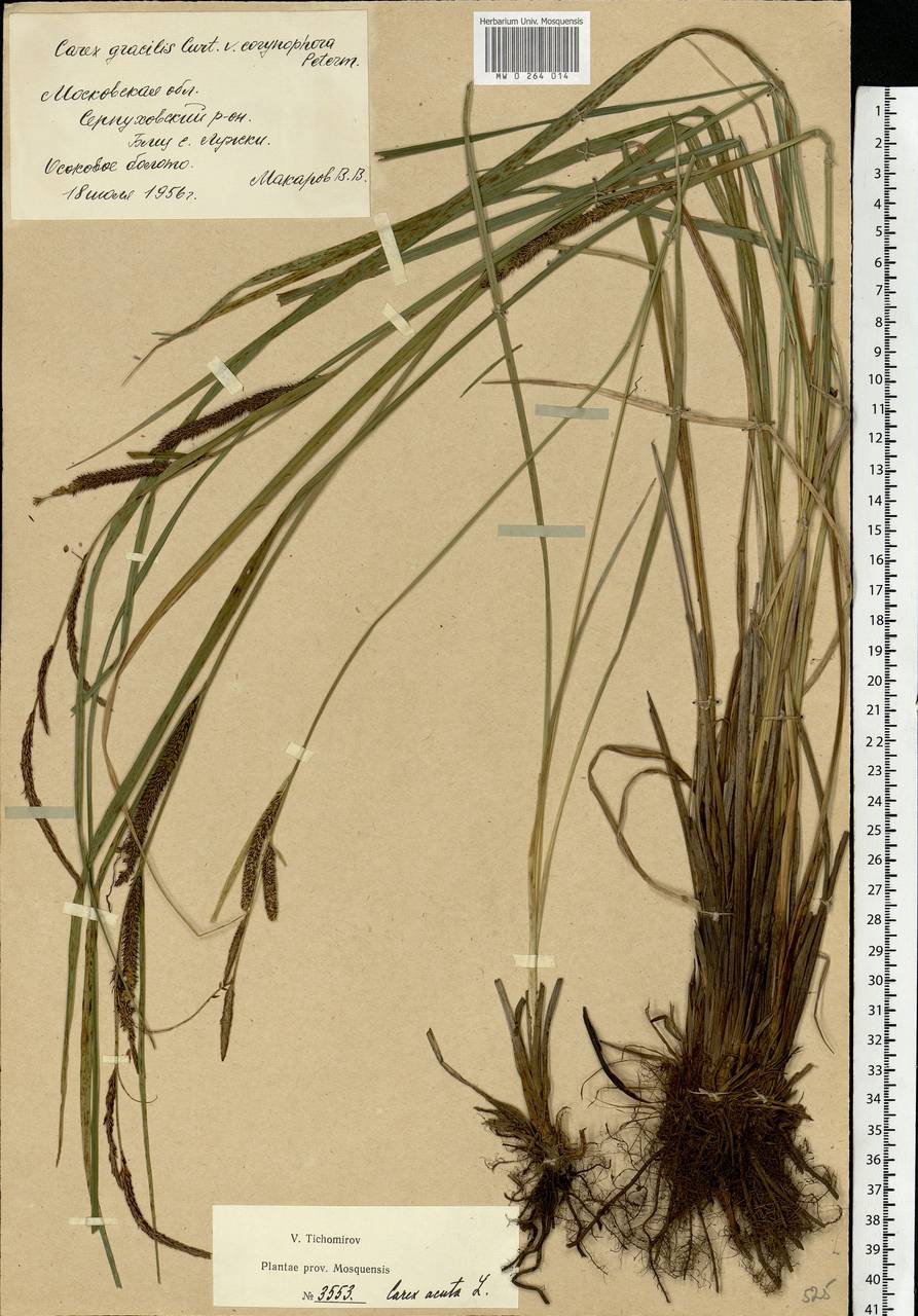 Carex acuta L., Eastern Europe, Moscow region (E4a) (Russia)