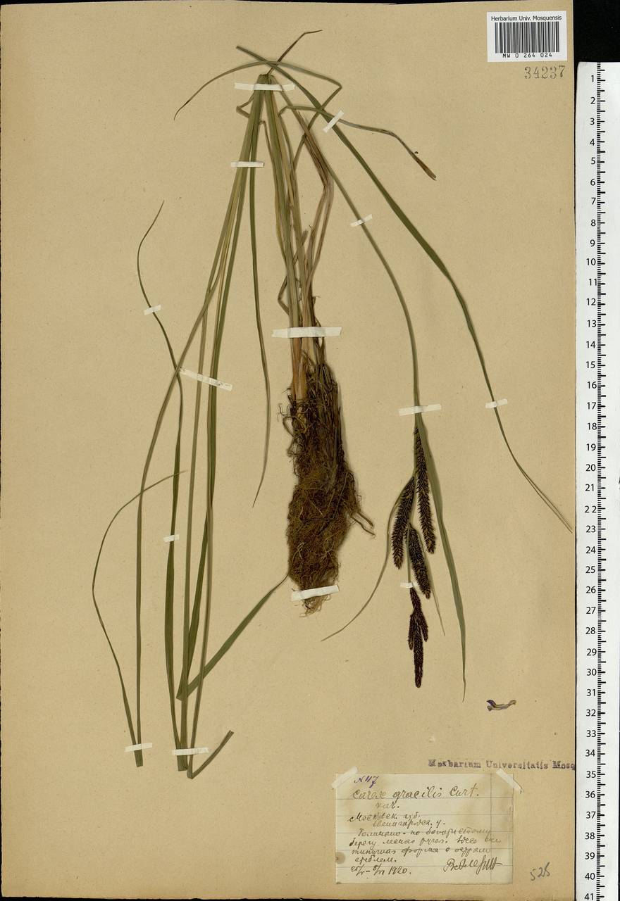 Carex acuta L., Eastern Europe, Moscow region (E4a) (Russia)