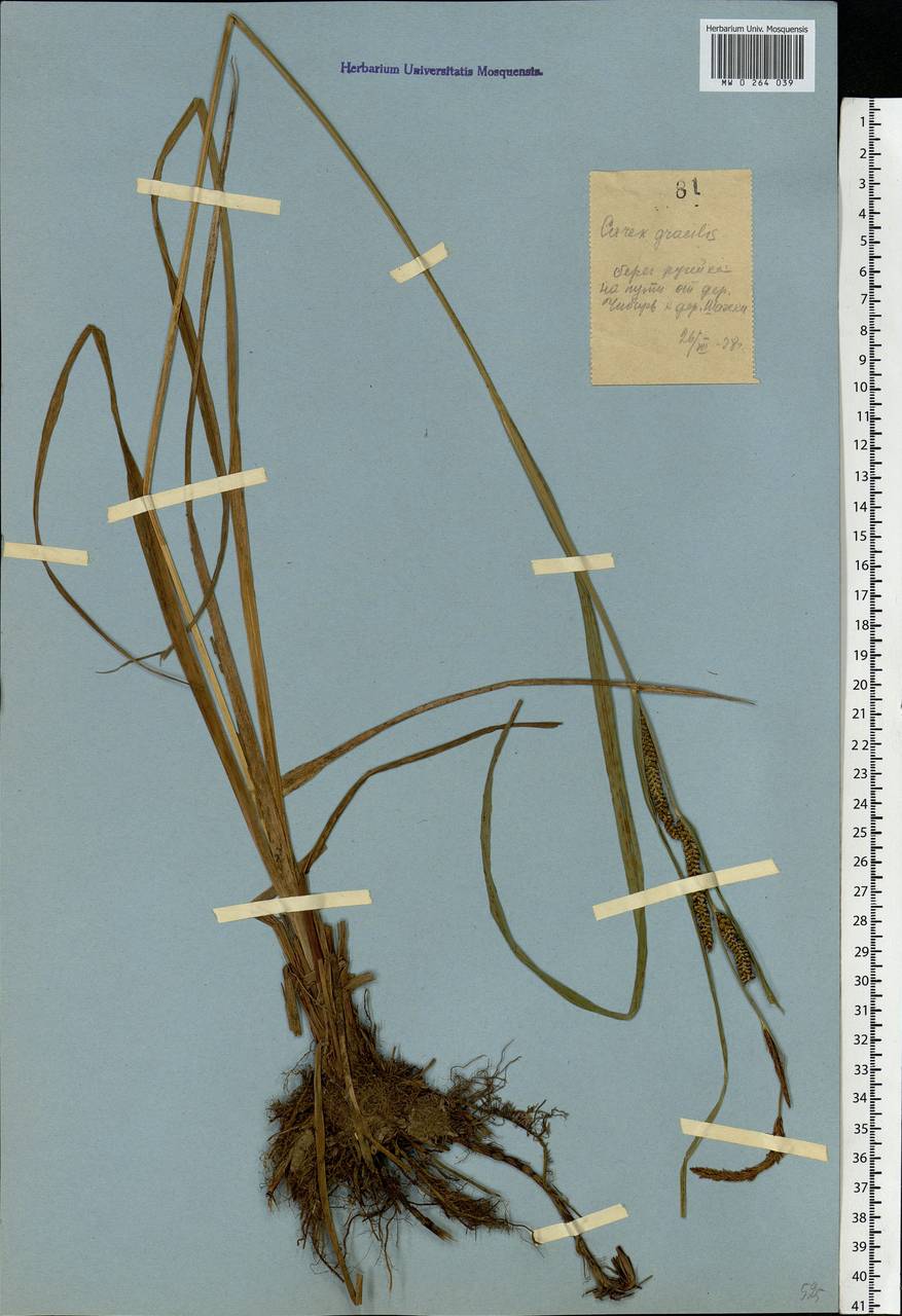 Carex acuta L., Eastern Europe, Moscow region (E4a) (Russia)