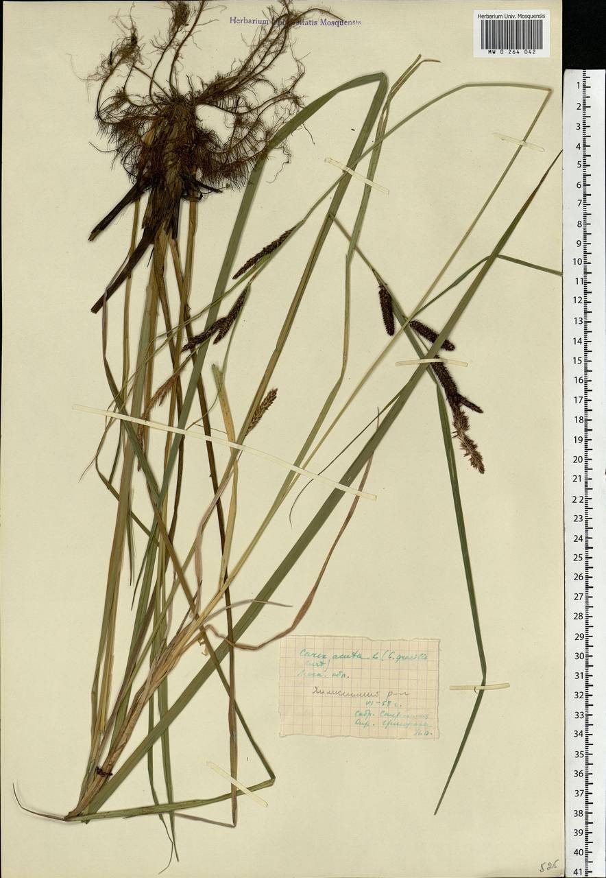 Carex acuta L., Eastern Europe, Moscow region (E4a) (Russia)