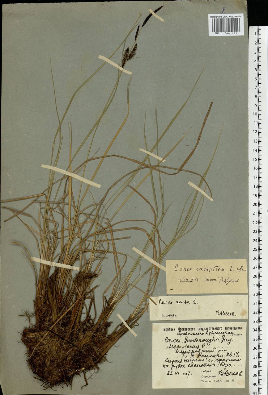 Carex acuta L., Eastern Europe, Moscow region (E4a) (Russia)