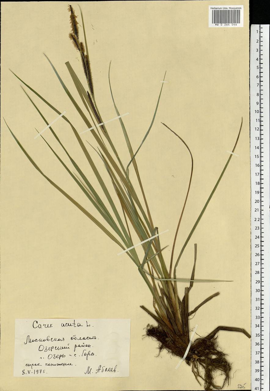 Carex acuta L., Eastern Europe, Moscow region (E4a) (Russia)