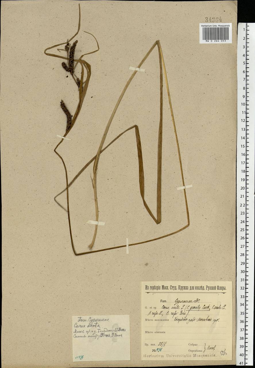 Carex acuta L., Eastern Europe, Moscow region (E4a) (Russia)
