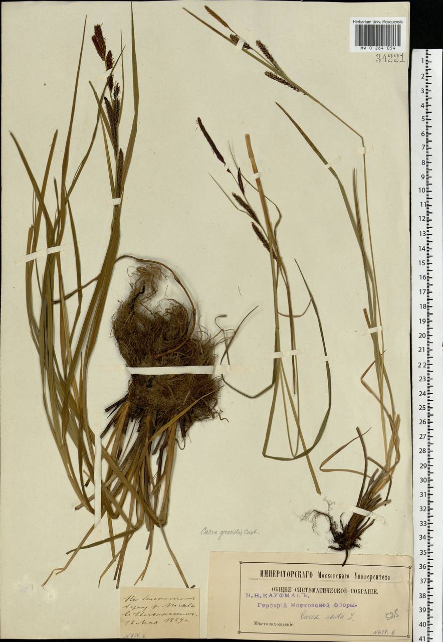 Carex acuta L., Eastern Europe, Moscow region (E4a) (Russia)