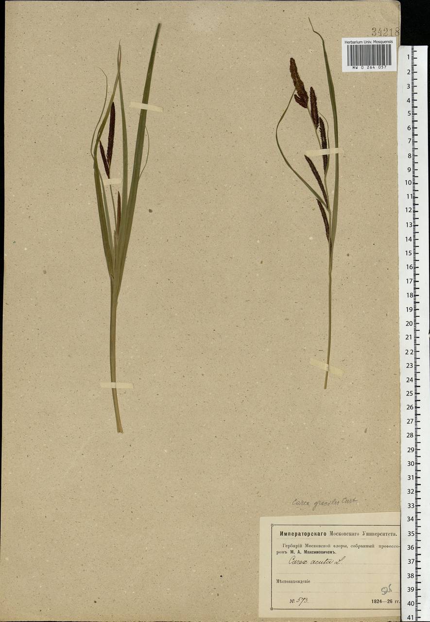 Carex acuta L., Eastern Europe, Moscow region (E4a) (Russia)