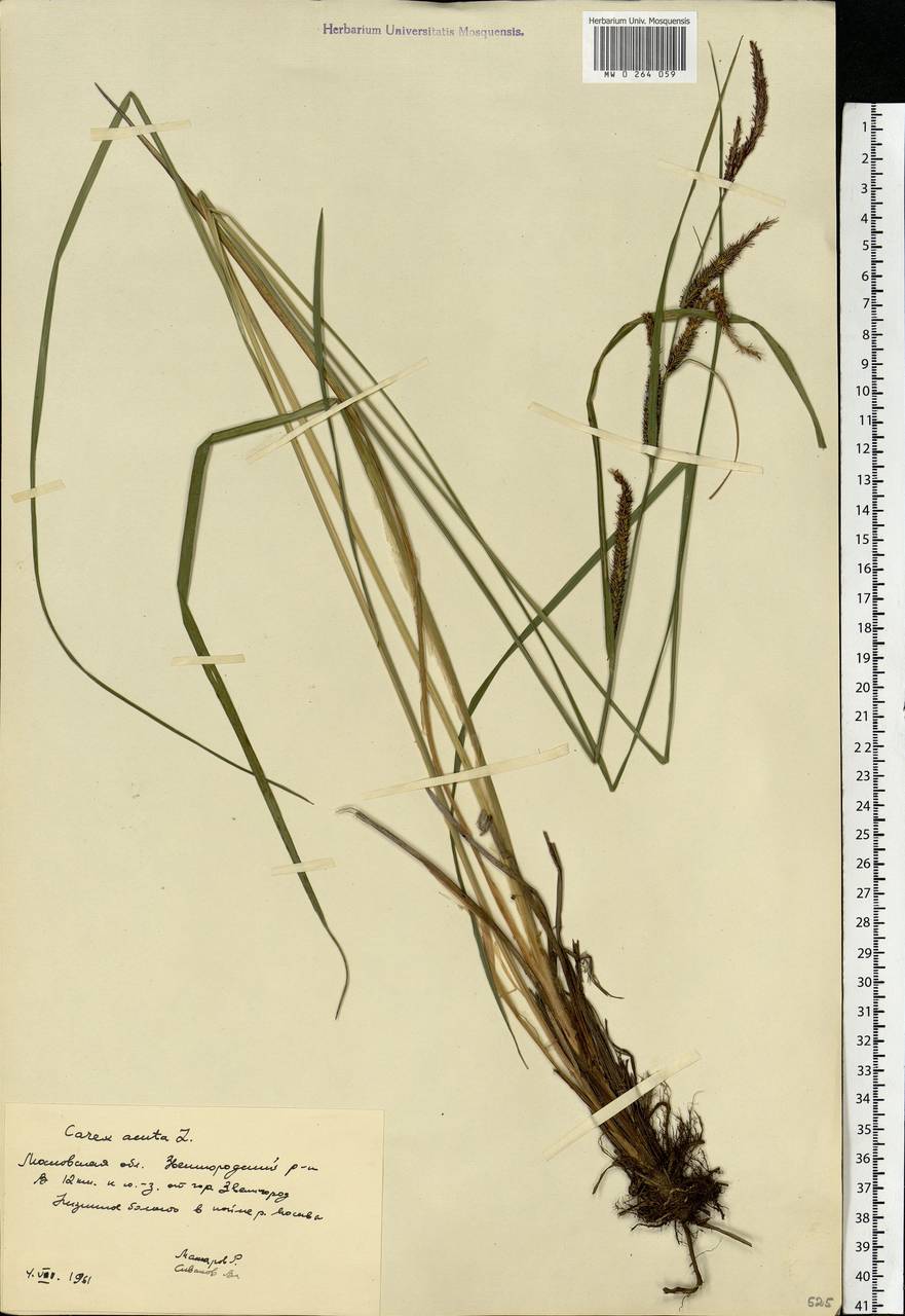 Carex acuta L., Eastern Europe, Moscow region (E4a) (Russia)