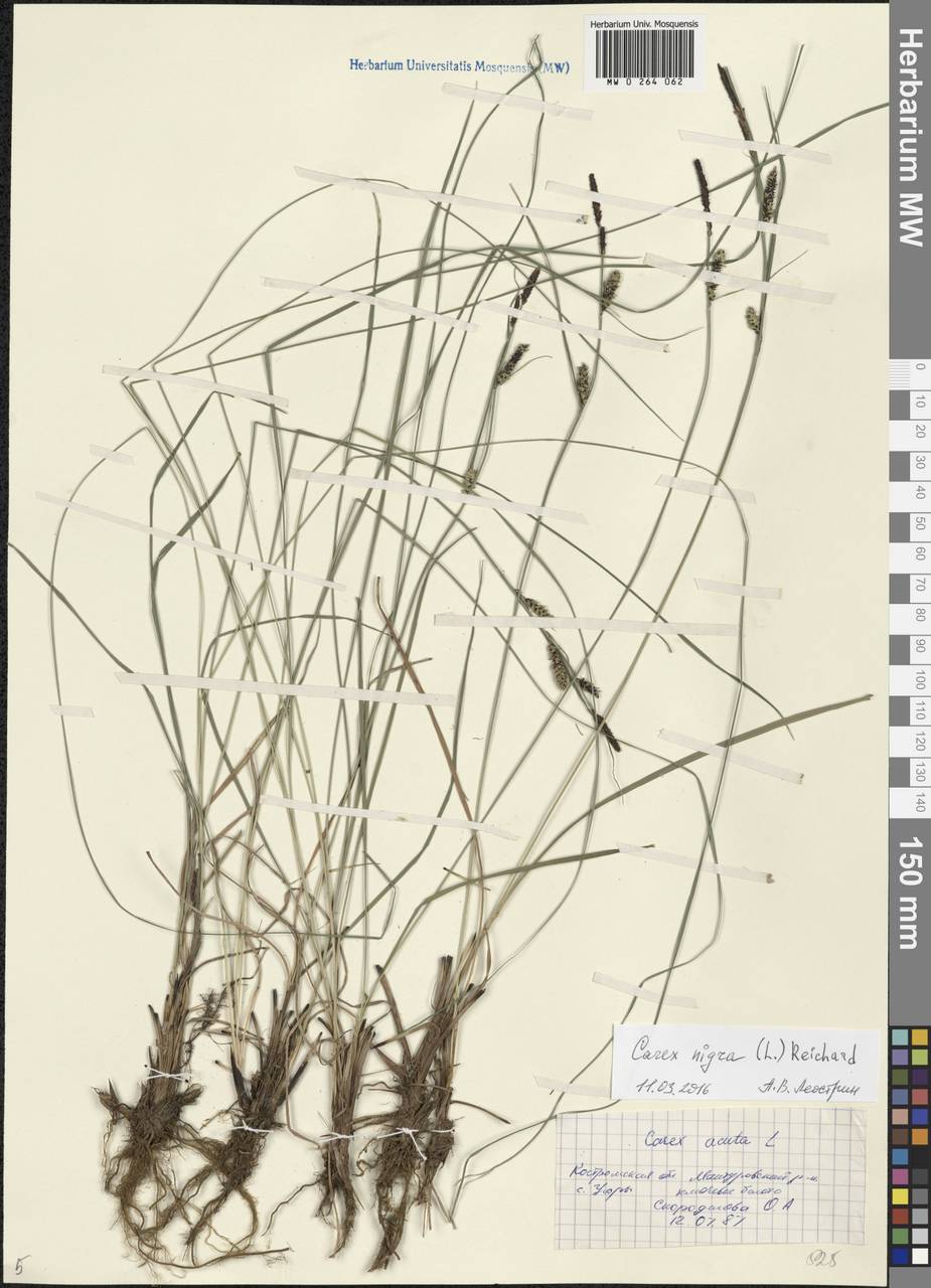 Carex nigra (L.) Reichard, Eastern Europe, Central forest region (E5) (Russia)