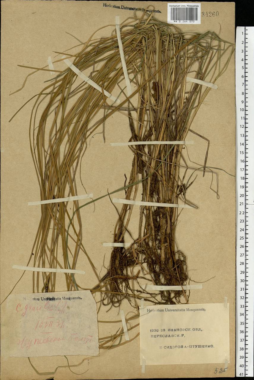 Carex acuta L., Eastern Europe, Central forest region (E5) (Russia)